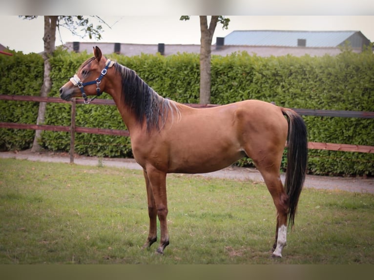 Arabian horses Gelding 2 years Bay in Kaprijke