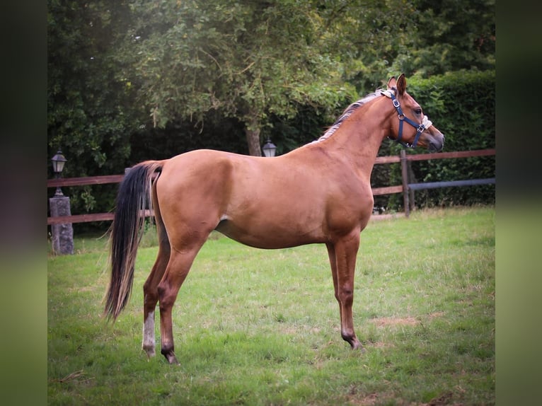 Arabian horses Gelding 2 years Bay in Kaprijke