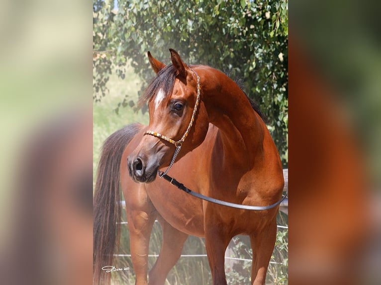 Arabian horses Gelding 2 years Brown in Wallsee