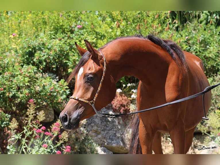 Arabian horses Gelding 2 years Brown in Wallsee