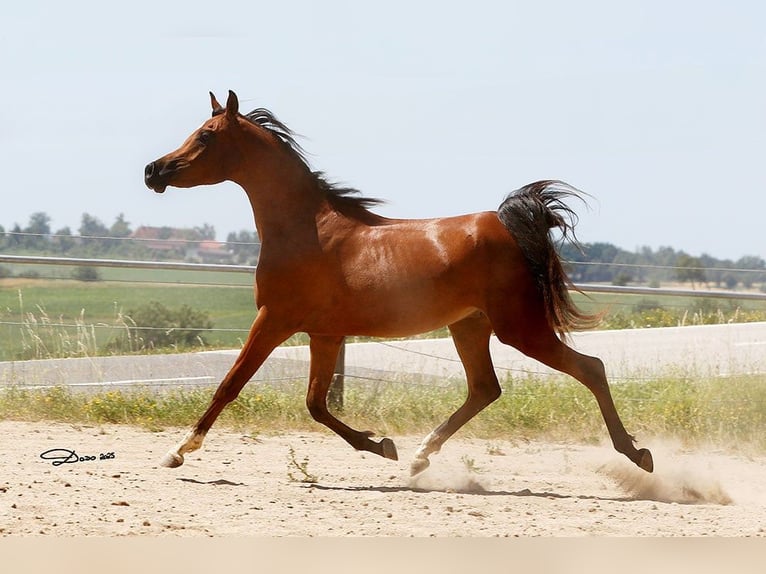 Arabian horses Gelding 2 years Brown in Wallsee