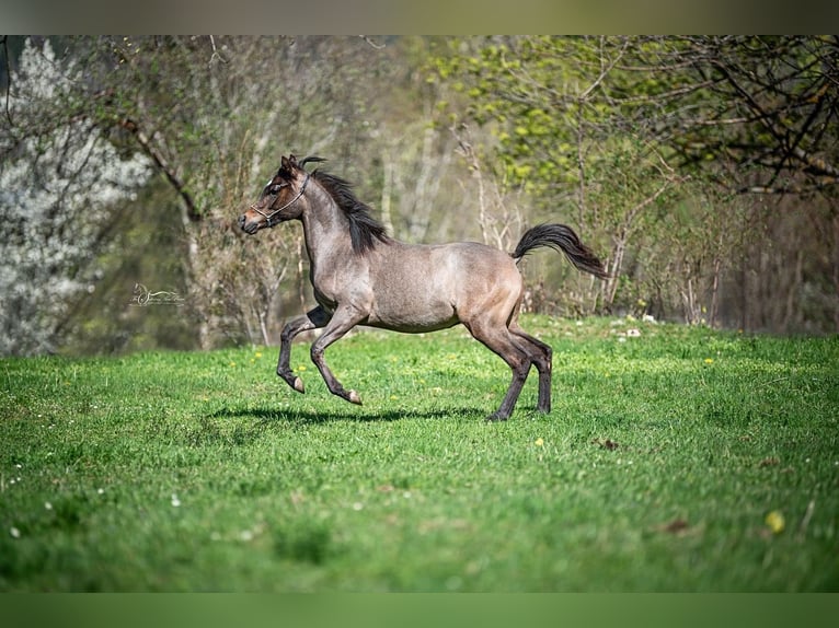 Arabian horses Gelding 2 years Gray in Grünbach am Schneeberg