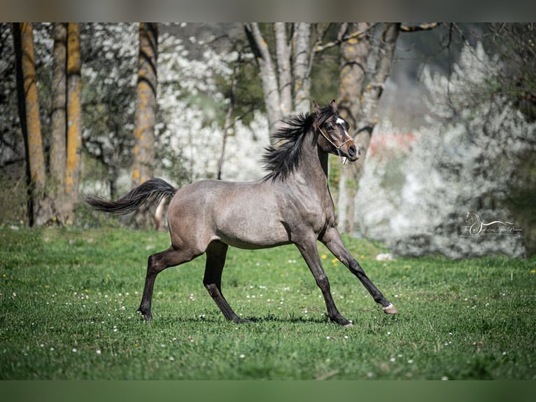 Arabian horses Gelding 2 years Gray in Grünbach am Schneeberg