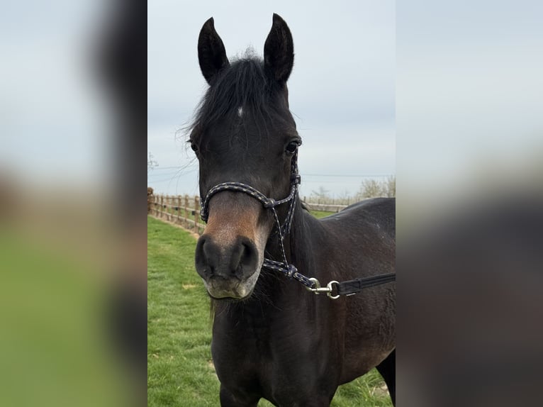 Arabian horses Gelding 2 years Grey in Sint-Truiden