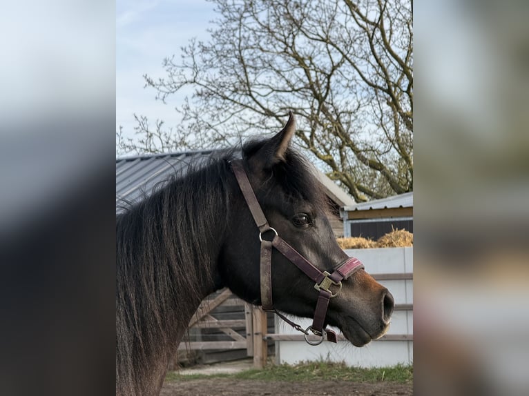 Arabian horses Gelding 2 years Grey in Sint-Truiden
