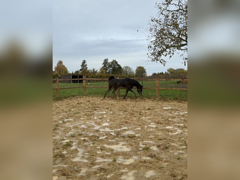Arabian horses Gelding 2 years Grey in Sint-Truiden