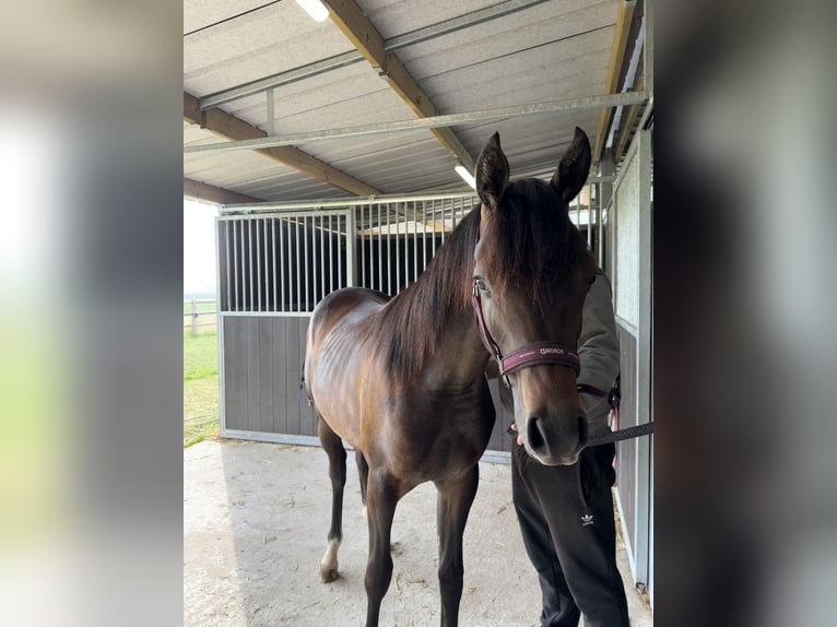 Arabian horses Gelding 2 years Grey in Sint-Truiden