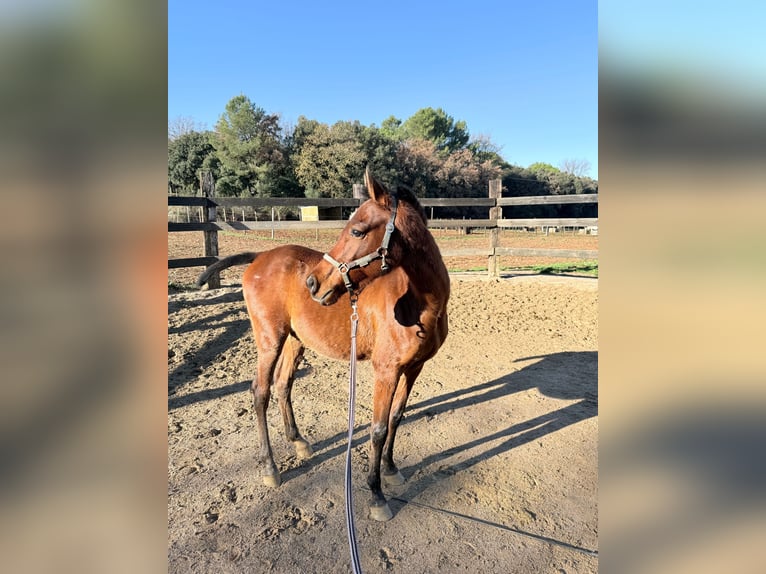 Arabian horses Gelding 3 years 13.1 hh Brown in Pedrinya (Ajuntament Crespia)