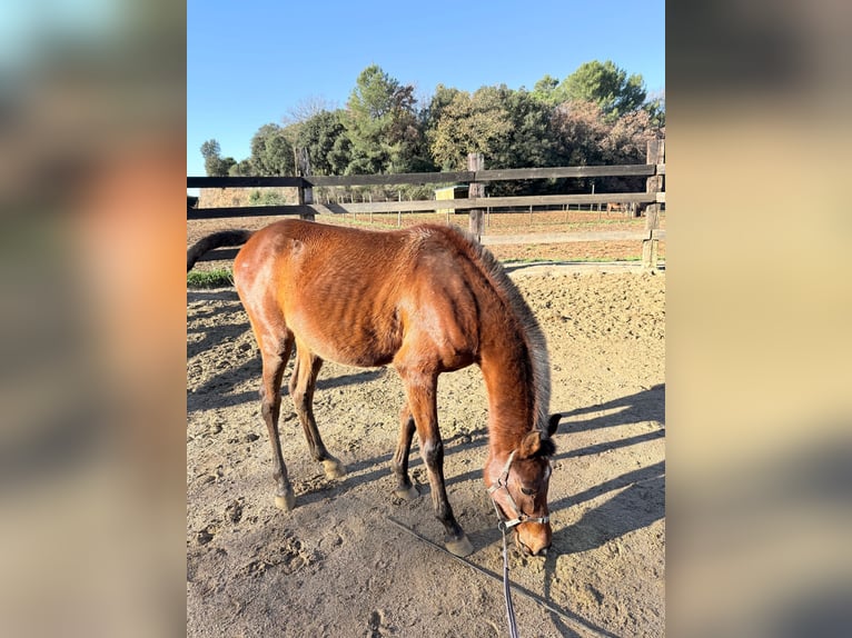 Arabian horses Gelding 3 years 13.1 hh Brown in Pedrinya (Ajuntament Crespia)