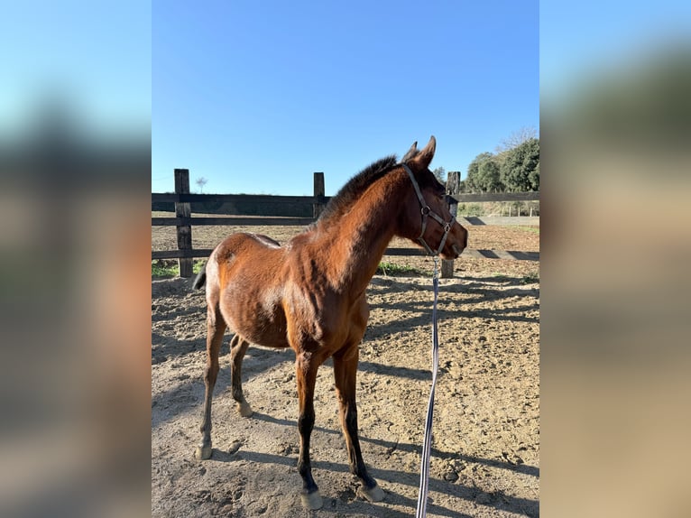 Arabian horses Gelding 3 years 13.1 hh Brown in Pedrinya (Ajuntament Crespia)