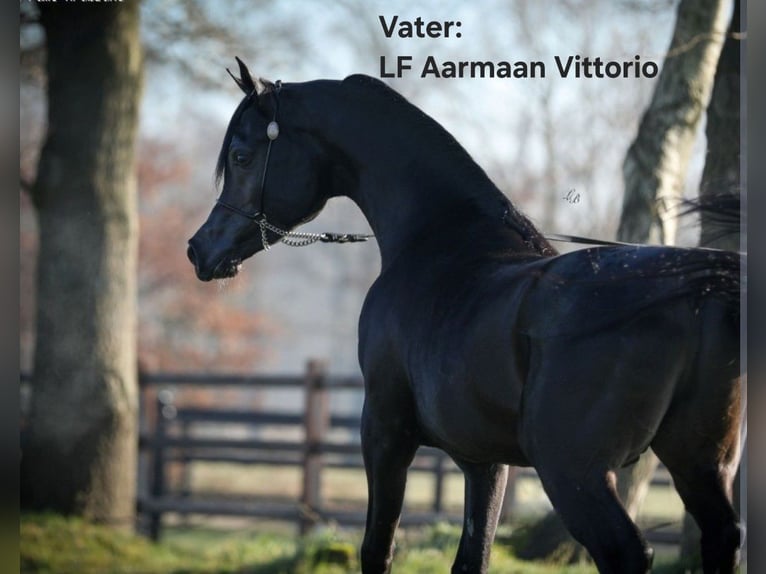 Arabian horses Gelding 3 years 14.2 hh Black in Hallbergmoos