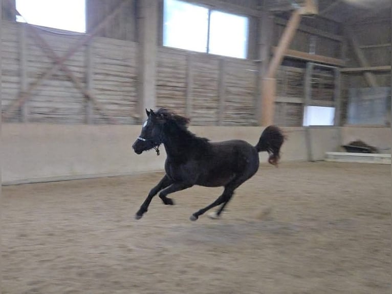 Arabian horses Gelding 3 years 14.2 hh Black in Hallbergmoos