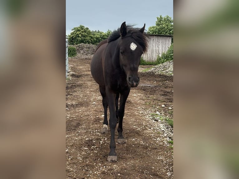 Arabian horses Gelding 3 years 14.2 hh Black in Hallbergmoos