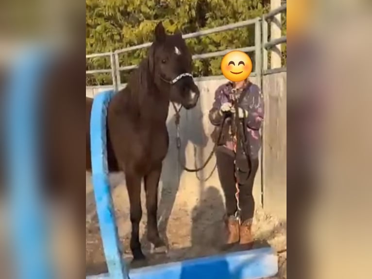 Arabian horses Gelding 3 years 14.2 hh Black in Hallbergmoos