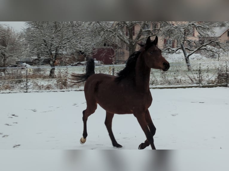 Arabian horses Gelding 3 years 14,2 hh Brown in Neuhausen ob EckN