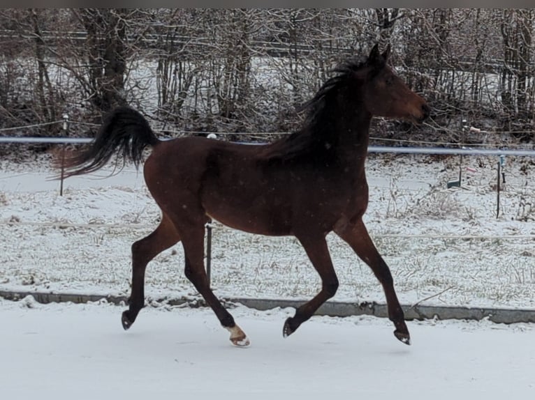 Arabian horses Gelding 3 years 14,2 hh Brown in Neuhausen ob EckN