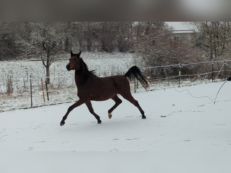 Arabian horses Gelding 3 years 14,2 hh Brown in Neuhausen ob EckN