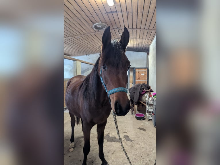 Arabian horses Gelding 3 years 14,2 hh Brown in Neuhausen ob EckN