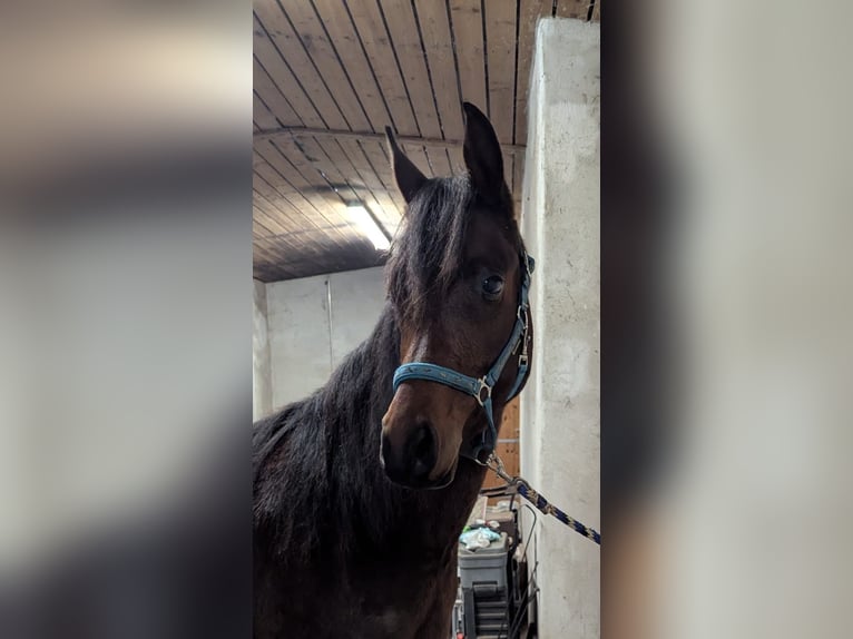 Arabian horses Gelding 3 years 14,2 hh Brown in Neuhausen ob EckN