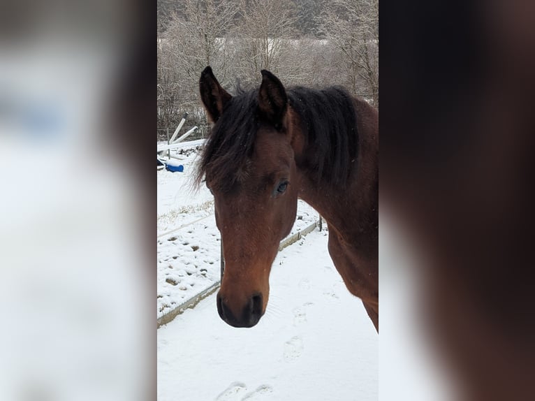 Arabian horses Gelding 3 years 14,2 hh Brown in Neuhausen ob EckN