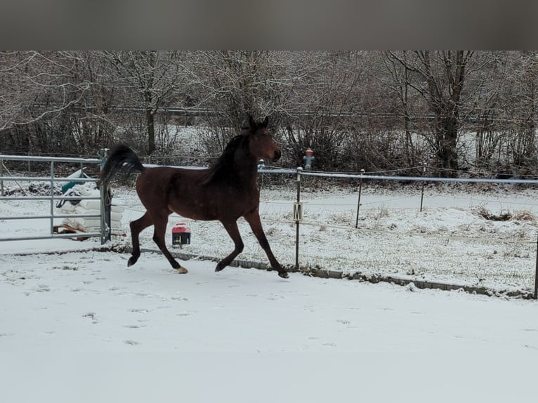 Arabian horses Gelding 3 years 14,2 hh Brown in Neuhausen ob EckN