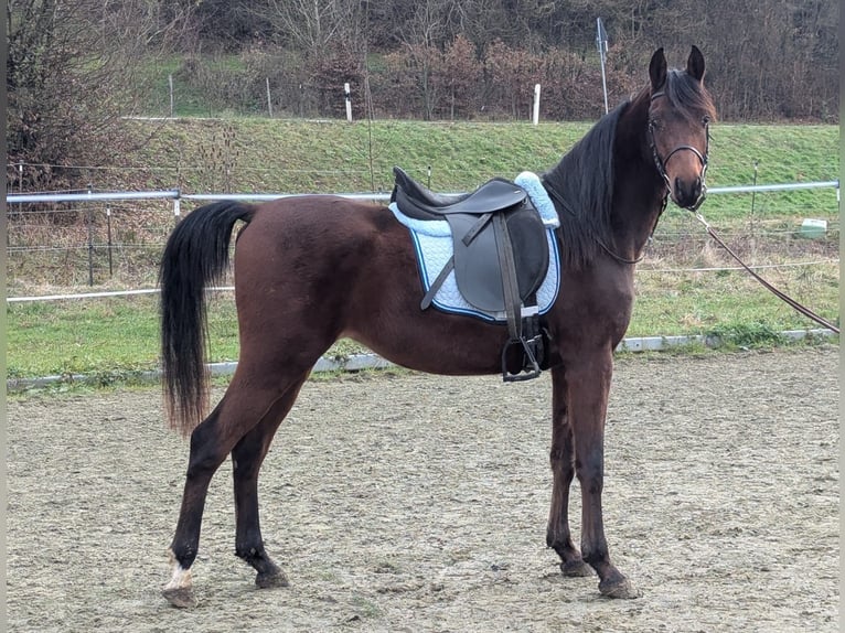 Arabian horses Gelding 3 years 14,2 hh Brown in Neuhausen ob EckN