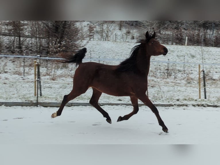 Arabian horses Gelding 3 years 14,2 hh Brown in Neuhausen ob EckN