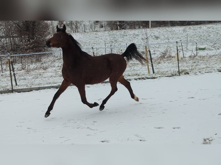 Arabian horses Gelding 3 years 14,2 hh Brown in Neuhausen ob EckN