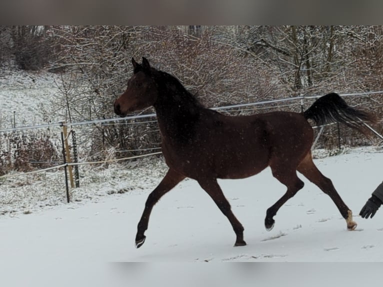 Arabian horses Gelding 3 years 14,2 hh Brown in Neuhausen ob EckN