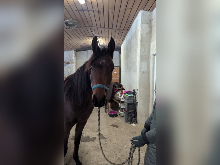 Arabian horses Gelding 3 years 14,2 hh Brown in Neuhausen ob EckN