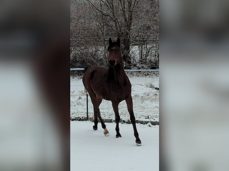 Arabian horses Gelding 3 years 14,2 hh Brown in Neuhausen ob EckN