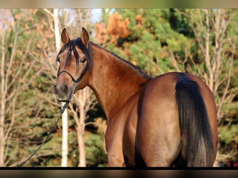 light bay arabian horses