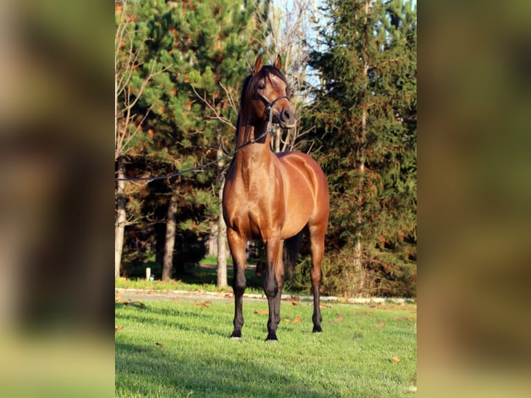 light bay arabian horses