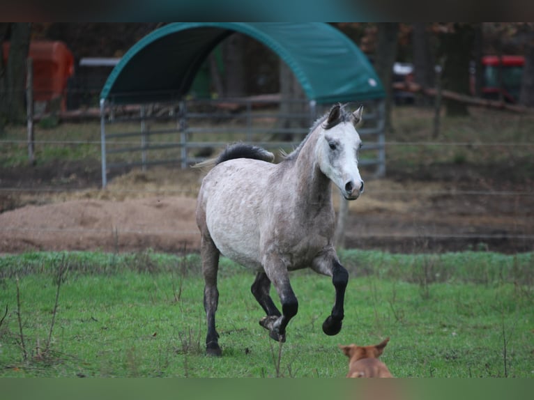 Arabian horses Gelding 3 years 14,2 hh Gray-Blue-Tan in Wandlitz