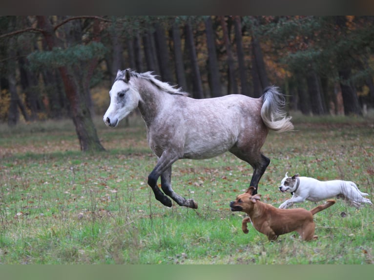 Arabian horses Gelding 3 years 14,2 hh Gray-Blue-Tan in Wandlitz