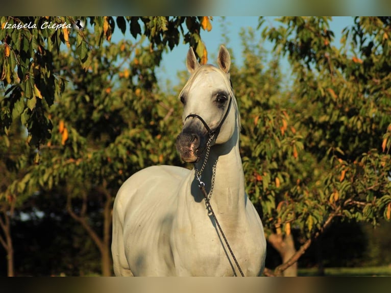 Arabian horses Gelding 3 years 14,2 hh Gray-Blue-Tan in Wandlitz