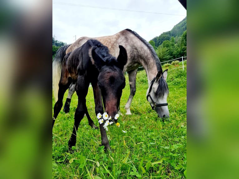 Arabian horses Gelding 3 years 14,2 hh Gray in Giswil