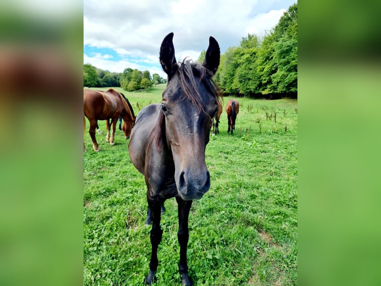 Arabian horses Gelding 3 years 14,2 hh Gray in Giswil