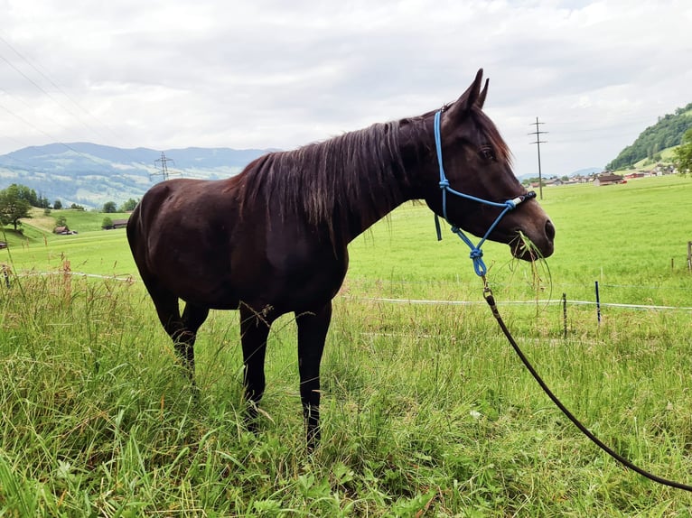 Arabian horses Gelding 3 years 14,2 hh Gray in Giswil