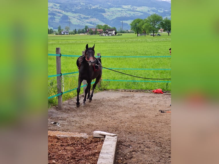 Arabian horses Gelding 3 years 14,2 hh Gray in Giswil