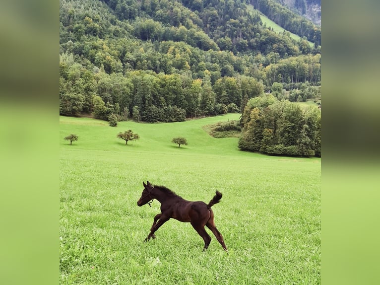 Arabian horses Gelding 3 years 14,2 hh Gray in Giswil