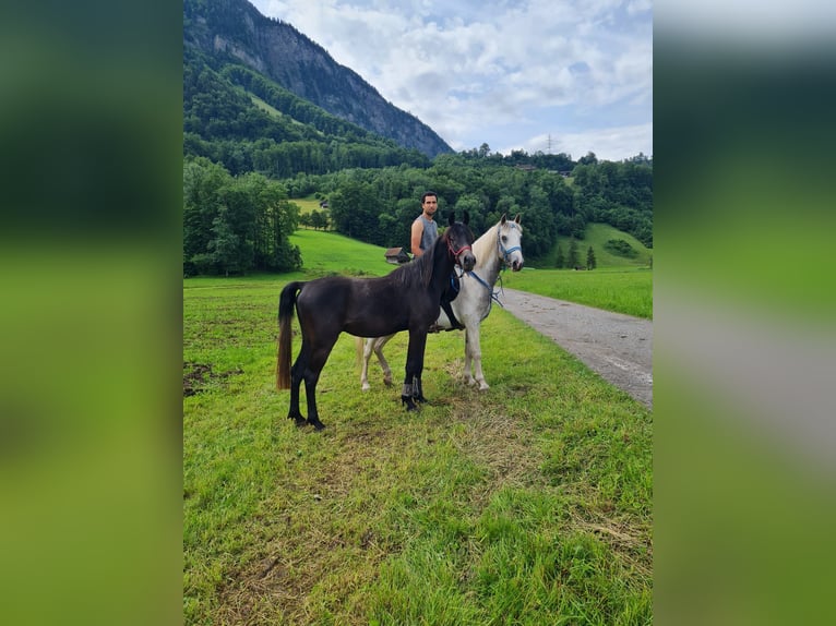 Arabian horses Gelding 3 years 14,2 hh Gray in Giswil