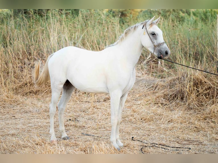 Arabian horses Gelding 3 years 14,2 hh Gray in Bonares