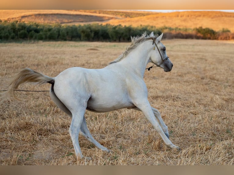 Arabian horses Gelding 3 years 14,2 hh Gray in Bonares