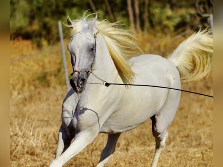 Arabian horses Gelding 3 years 14,2 hh Gray in Bonares