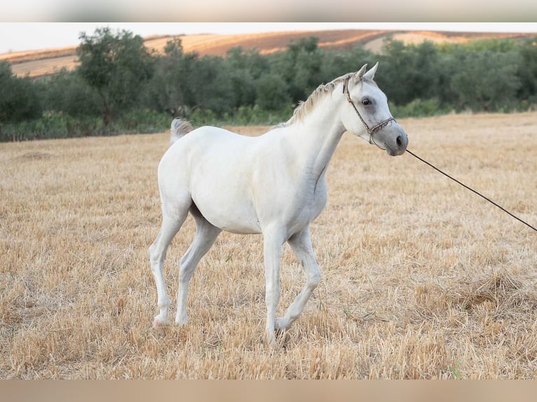 Arabian horses Gelding 3 years 14,2 hh Gray in Bonares