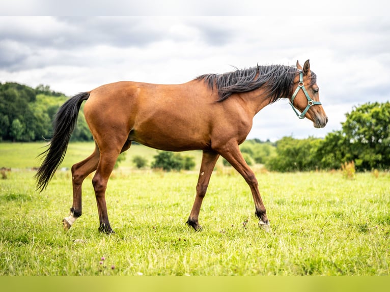 Arabian horses Gelding 3 years 14,3 hh Brown in Herzberg am Harz