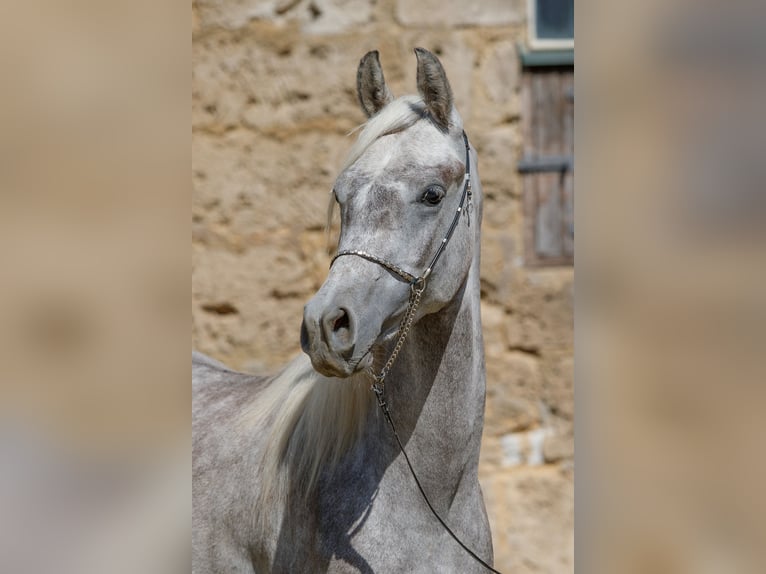 Arabian horses Gelding 3 years 14.3 hh Can be white in Gomadingen