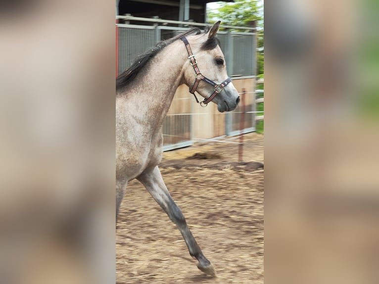 Arabian horses Gelding 3 years 14,3 hh Gray in Prath