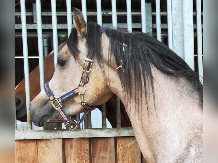 Arabian horses Gelding 3 years 14,3 hh Gray in Prath